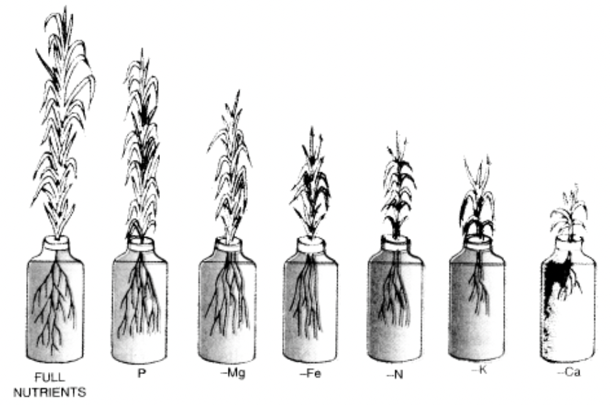 Hydroponics Or Soilless Culture